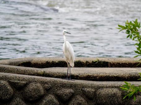 水辺のダイサギ 水辺のダイサギの写真