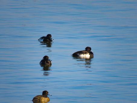 湖で泳ぐキンクロハジロの群れ キンクロハジロ,野鳥,動物の写真素材