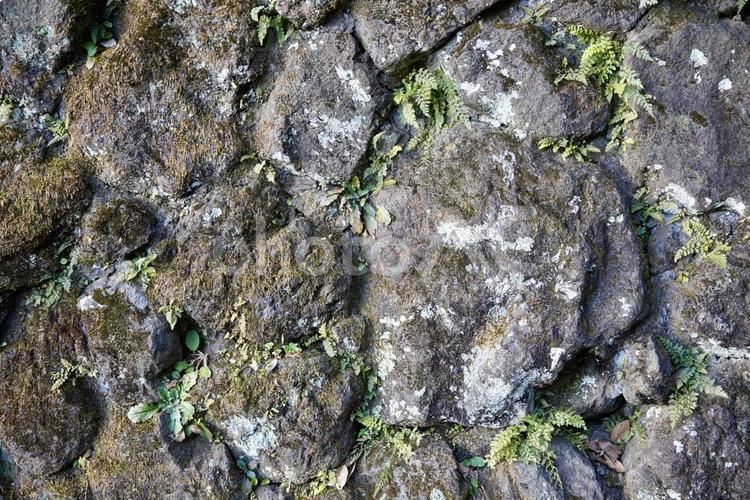 苔むした石垣 石垣,苔,地位類の写真素材