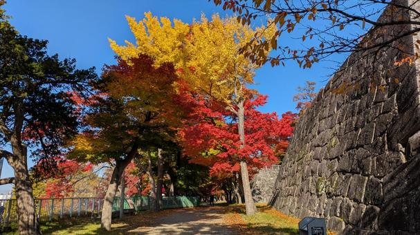 岩手県盛岡市　盛岡城跡公園　紅葉 岩手県,盛岡市,盛岡城跡公園の写真素材