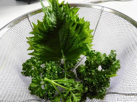 シソとパセリ シソとパセリ 自然,色,植物の写真素材