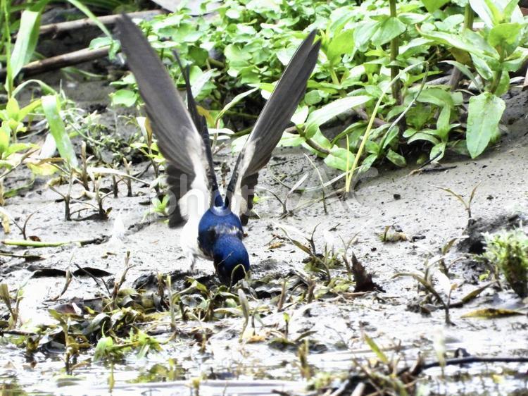 羽を広げて土をとるツバメ 鳥,野鳥,ツバメの写真素材