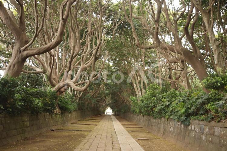 大洗　酒列磯前神社 風景,植物,公園の写真素材