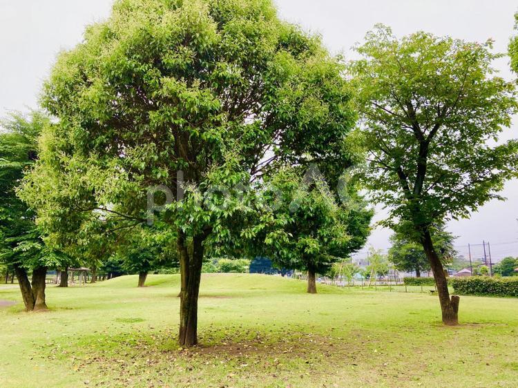 青空と緑の芝生、複数の大きな木　背景素材 公園,木,芝の写真素材