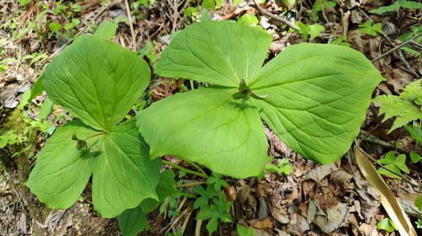 エイレンソウ エンレイソウ,３弁,山野草の写真素材