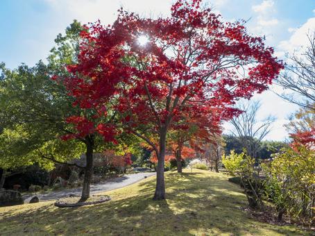 木漏れ日揺れる紅葉 木漏れ日揺れる紅葉 紅葉,秋,もみじの写真素材