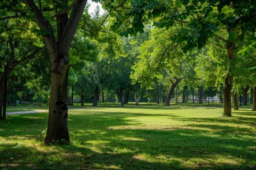 木漏れ日の差す静かな公園 木漏れ日の差す静かな公園の写真
