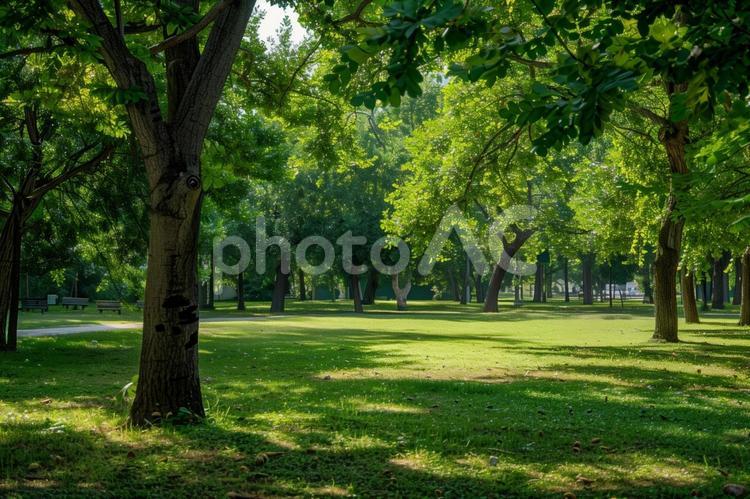 木漏れ日の差す静かな公園 公園,木漏れ日,自然の写真素材