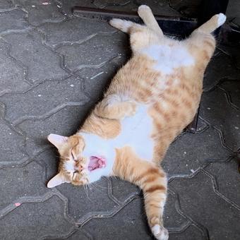 路上食堂の路面で大爆睡後に大あくびする猫 ねこ,茶トラ,catの写真素材