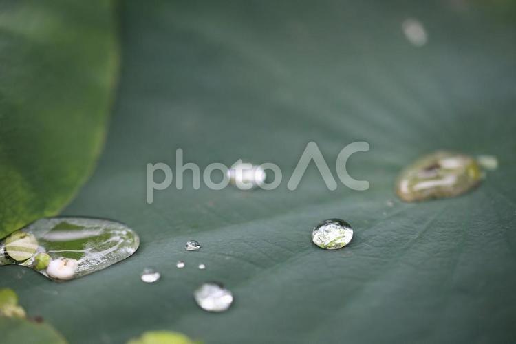 蓮の葉と水玉 水玉,水滴,水生植物の写真素材