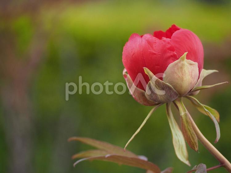 牡丹　赤　つぼみ ぼたん,ボタン,花の写真素材