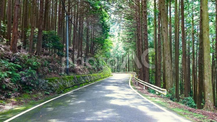 アスファルトで舗装された山道 A 山道,緑,杉林の写真素材