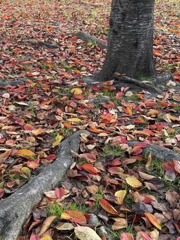 木の根 秋,紅葉,落ち葉の写真素材