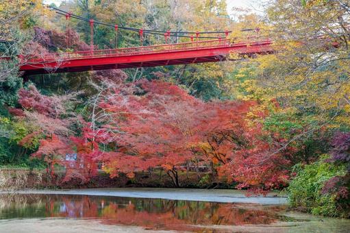 紅葉の秋 もみじ,カエデ,楓の写真素材