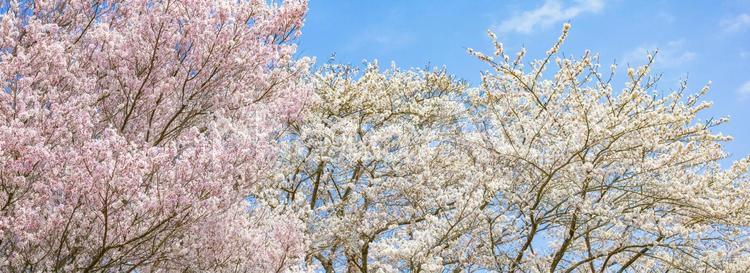 春の満開の桜と青空の背景画像横長 春,4月,背景の写真素材