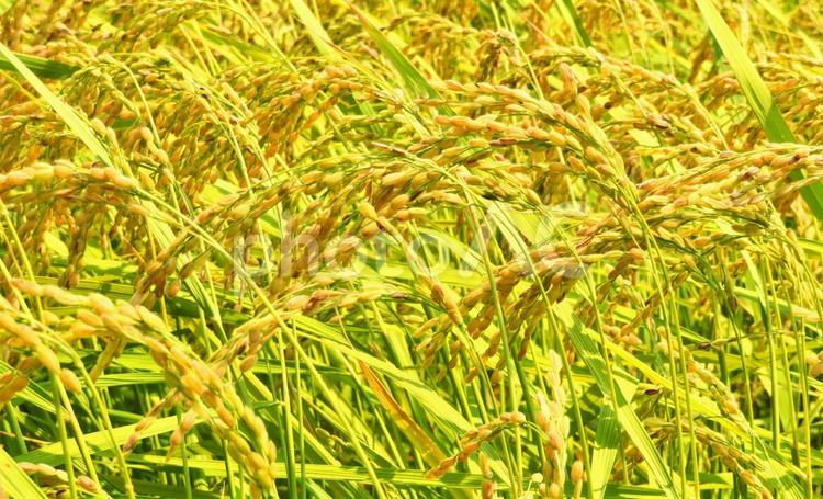 8月・早場米の稲穂 稲穂,稲,米の写真素材