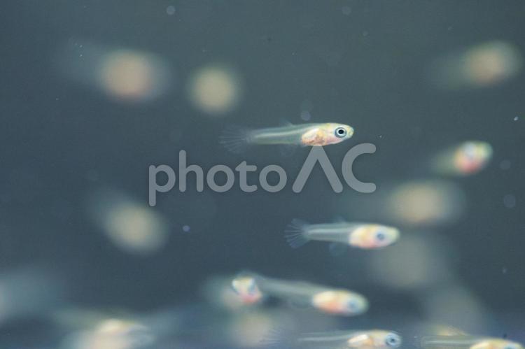 グッピーの稚魚群れ 水槽,グッピー,魚の写真素材