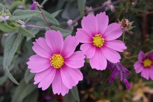 ぽつぽつと　お手玉はやり　コスモスの写真