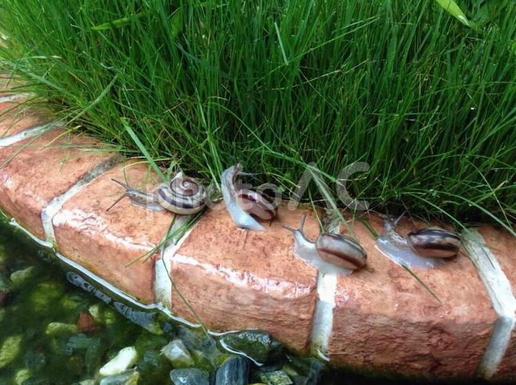 かたつむりの行進 でんでん虫,行進,梅雨の写真素材