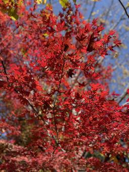 まっかな紅葉 紅葉,秋,晴れの写真素材