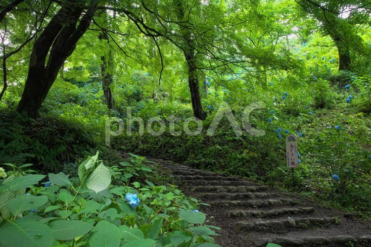護摩堂山あじさい園の階段 あじさい,護摩堂山,あじさい園の写真素材