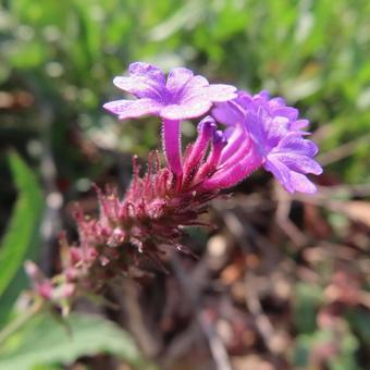 バーベナ バーベナ,花,花びらの写真素材