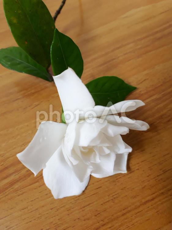 くちなしの白い花　初夏の一輪 くちなし,クチナシ,香りの写真素材