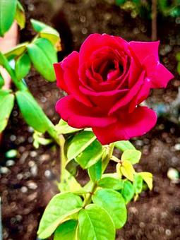 薔薇 薔薇,バラ園,バラの写真素材