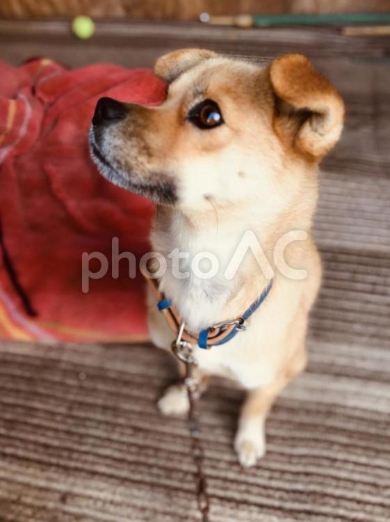 上を見上げる犬 犬,雑種,かわいいの写真素材