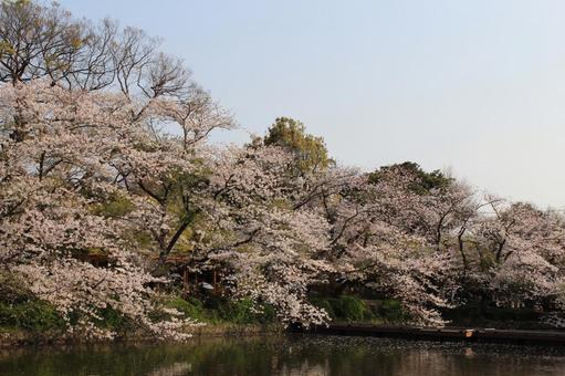 桜と池 桜,木,池の写真素材