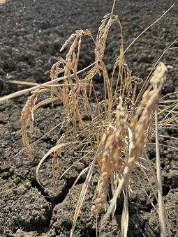 枯れた稲（11月） 稲,晩秋,秋の写真素材