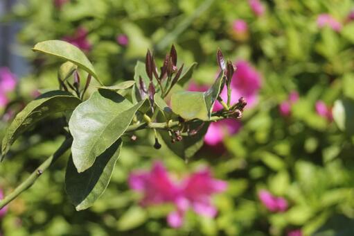 花開く前 つぼみ,ピンク,風景の写真素材