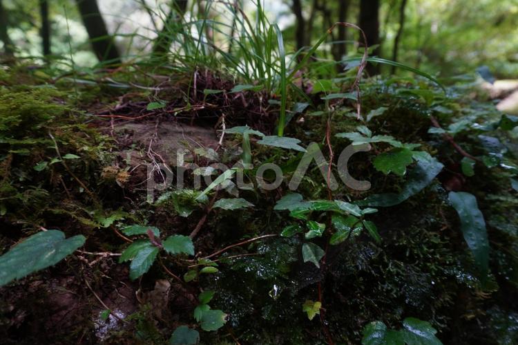森の中の草 森,山,リラックスの写真素材