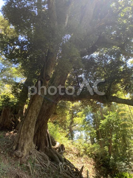 森の中でたたずむ巨木と木漏れ日の風景 大木,巨木,森の写真素材