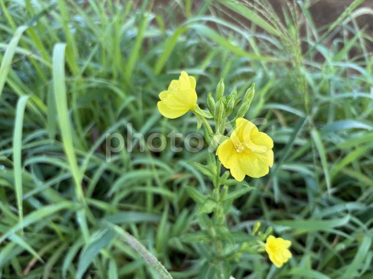 メマツヨイグサ　黄色い花 メマツヨイグサ,黄色,花の写真素材