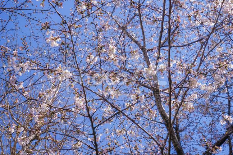 東京都・駒込駅周辺の桜並木 サクラ,桜,春の写真素材