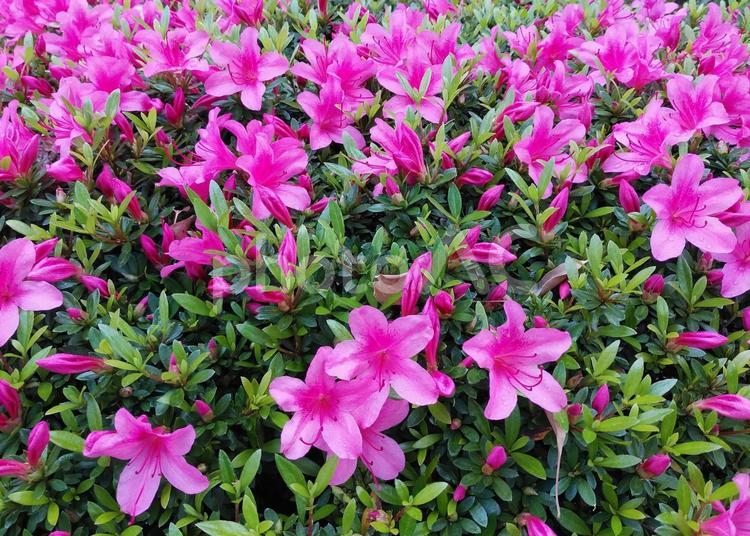つつじ 花,花びら,フラワーの写真素材