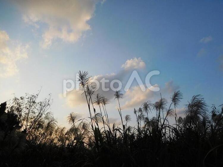 夕暮れ すすき,夕暮れ,秋の写真素材