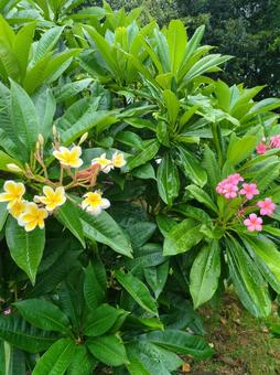 Hibiscus seen from the roadside on Ishigaki Island, Okinawa Prefecture, JPG