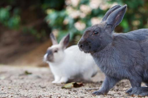 The rabbits of Okunoshima, JPG