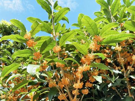 Osmanthus trees exposed to strong sunlight, JPG