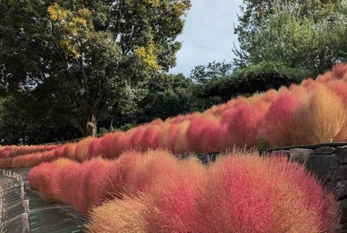 植物(コキア) 植物(コキア)の写真