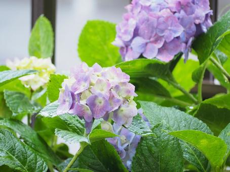 庭の紫陽花 庭の紫陽花の写真