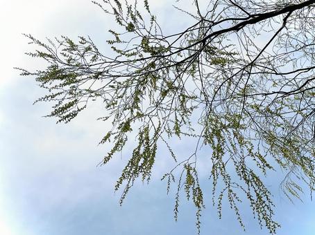 根本から見上げた柳の木 根本から見上げた柳の木 柳,栁,楊の写真素材