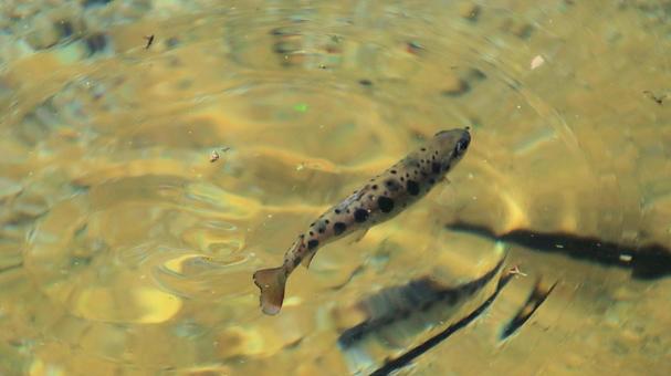 白馬五竜高山植物園のヤマメ 白馬五竜高山植物園のヤマメ ヤマメ,川魚,山女魚の写真素材