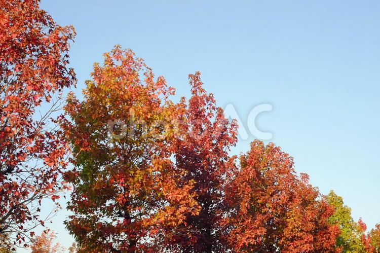 秋の並木 秋,紅葉,並木の写真素材