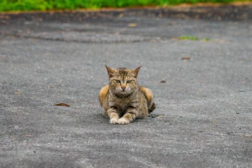 猫(135) 猫(135)の写真