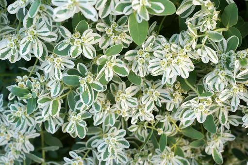 白と緑の班入りユーフォルビア 白と緑の班入りユーフォルビア ユーフォルビア,班入り,植物の写真素材