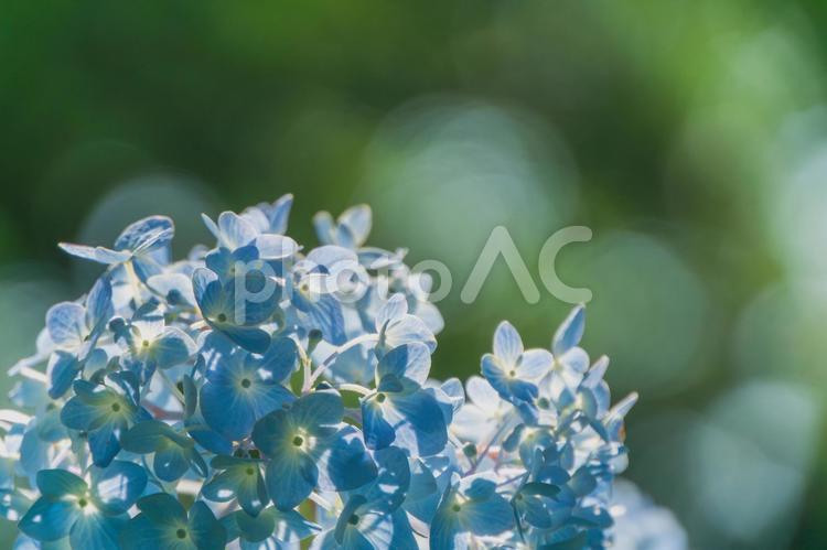 権現堂のアジサイ 紫陽花,ブルー,5月の写真素材