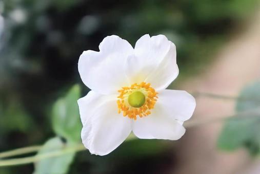 アネモネヤポニカ 秋明菊,花,flowerの写真素材